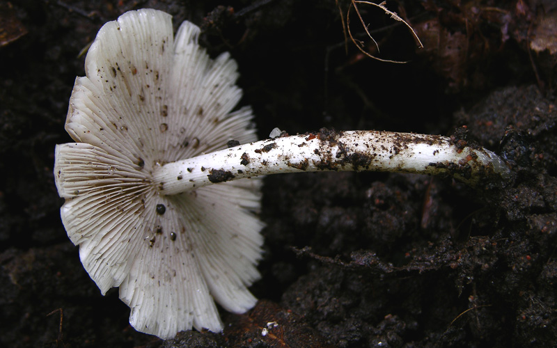 Risposte griglia 2 (marted� 29 maggio)